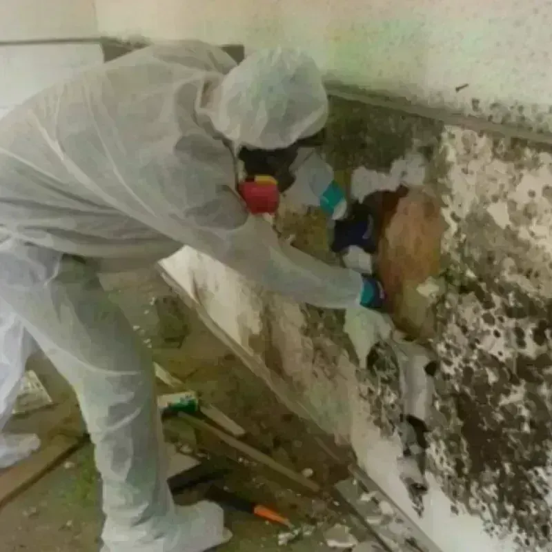 Mold Remediation and Removal in Pawnee City, NE